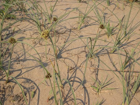 Cyperus capitatus / Zigolo delle spiagge